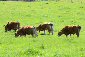 vache 1 300x201 Vaches au pré